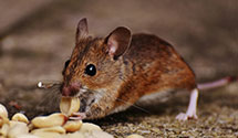 24 Hour & Emergency Exterminators in Manning, IA